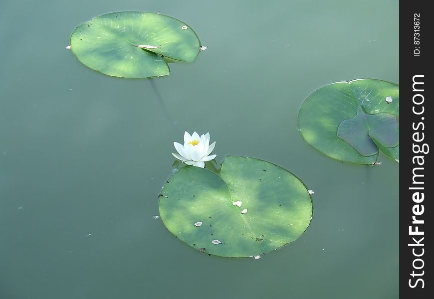 Lotus Flower And Leaves