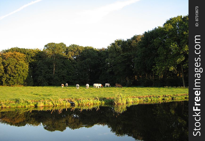Grazing cows on a meadow. Photograph taken on the evening of August 22 2009 from the Bankrasweg &#x28;road&#x29; in Amstelveen, the Netherlands. Grazing cows on a meadow. Photograph taken on the evening of August 22 2009 from the Bankrasweg &#x28;road&#x29; in Amstelveen, the Netherlands.