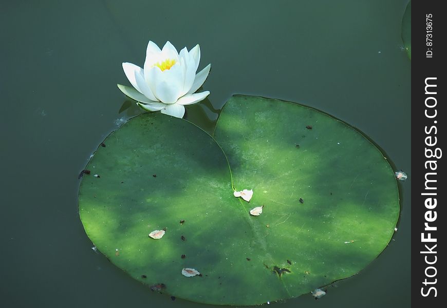 Lotus Leaf