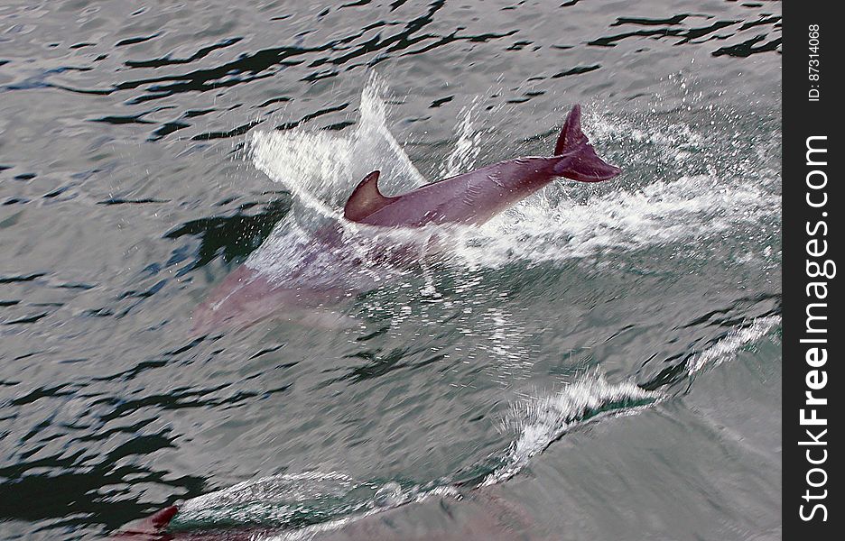 Dolphin at play 11