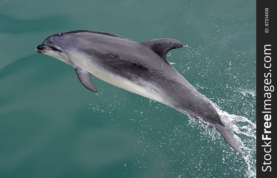 Dusky dolphins &#x28;Lagenorhynchus obscurus&#x29; are slightly smaller than common dolphins at 1.6â€“2.1 metres long and 50â€“90 kilograms in weight. They have tapered diagonal stripes along their side. Their main foods are krill, copepods and small fish. The average size of pods is 6â€“15, but groupings of several hundred or even thousands are often seen. Dusky dolphins &#x28;Lagenorhynchus obscurus&#x29; are slightly smaller than common dolphins at 1.6â€“2.1 metres long and 50â€“90 kilograms in weight. They have tapered diagonal stripes along their side. Their main foods are krill, copepods and small fish. The average size of pods is 6â€“15, but groupings of several hundred or even thousands are often seen.