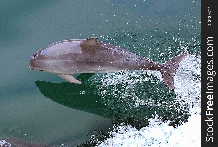 Dolphin At Play