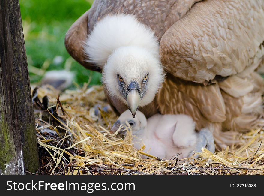 Brown And White Bird Closeup Photography