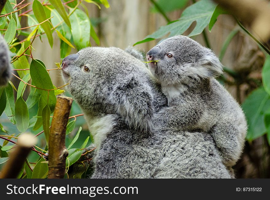 Koala Bear With Baby on Back