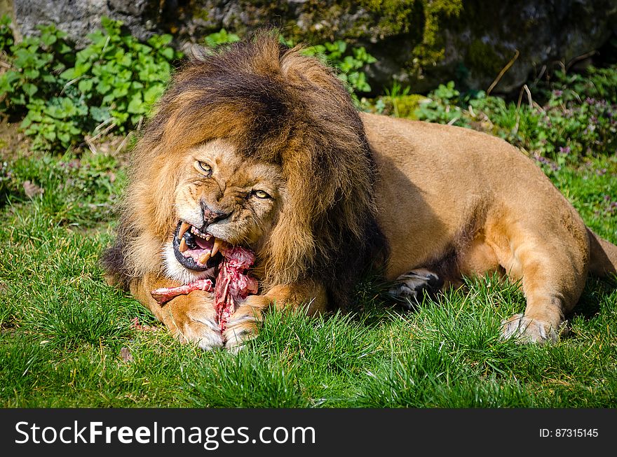 Brown Lion Eating Meat
