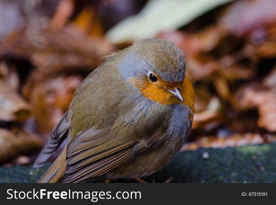 Shallow Focus Lens Shot Of Gray Bird