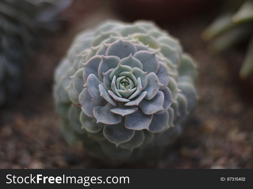 Selective Focus Photography Of Grey Petaled Flower