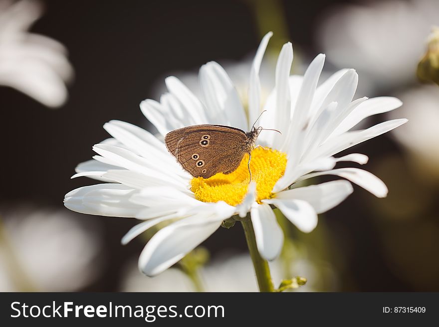 Brown Butterfly on White Flower