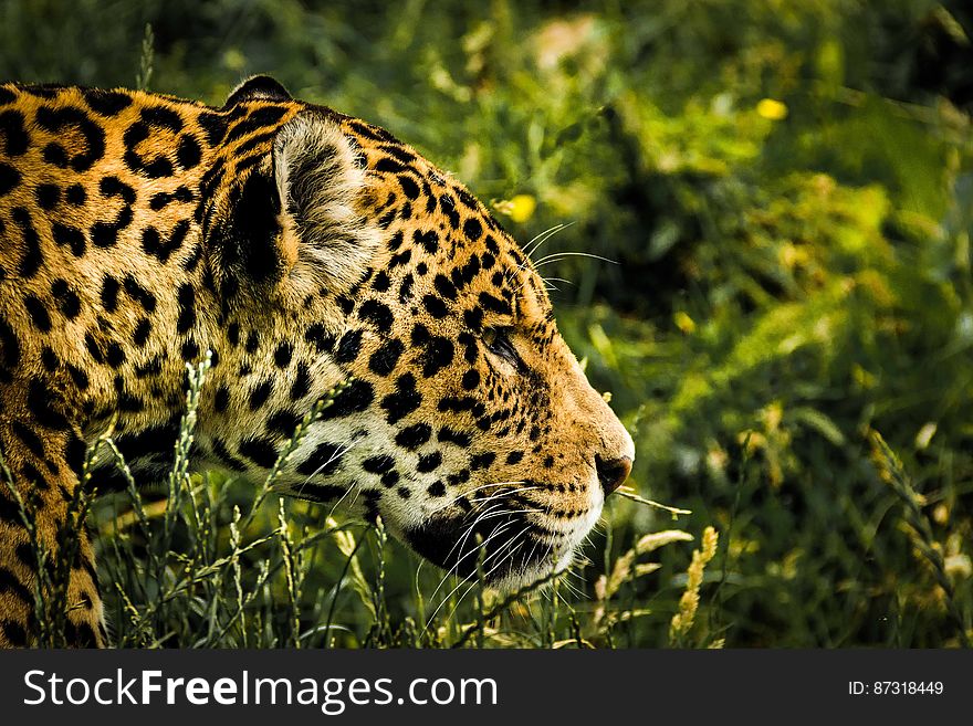 A leopard walking in the grass. A leopard walking in the grass.