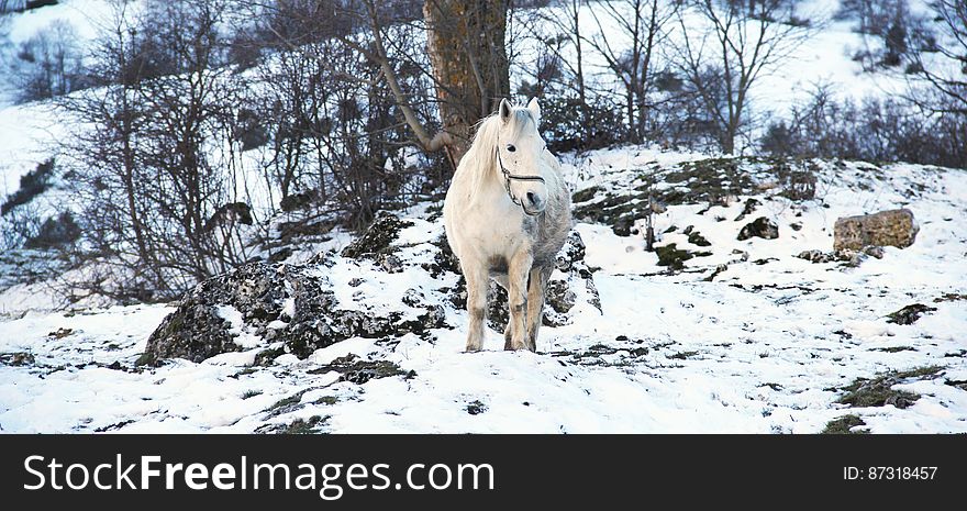 A white horse standing in the snow. A white horse standing in the snow.