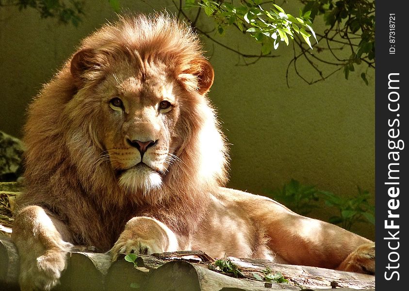 Close-up Portrait of Lion