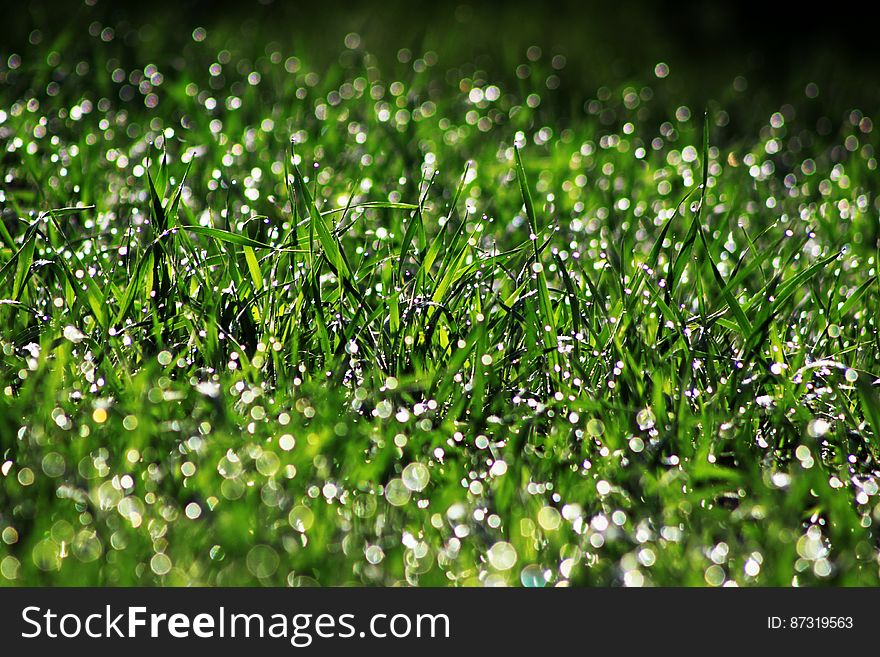 Background created by a closeup of grass with a heavy dew on it and using selective focus so that only one line of shoots is sharp and the rest are blurred. Background created by a closeup of grass with a heavy dew on it and using selective focus so that only one line of shoots is sharp and the rest are blurred.
