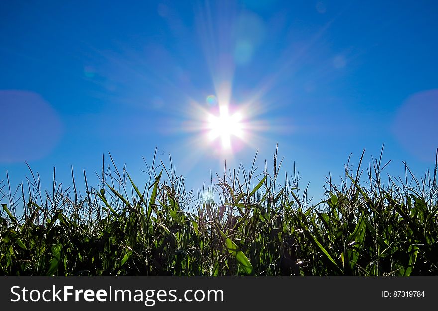Sun shining in blue sky with green grass in foreground. Sun shining in blue sky with green grass in foreground.