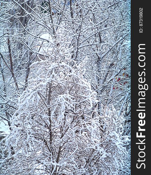 Background of snow covered trees