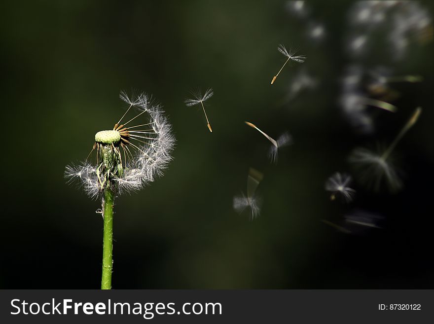 A dandelion flower with the seeds blowing off in to the wind. A dandelion flower with the seeds blowing off in to the wind.