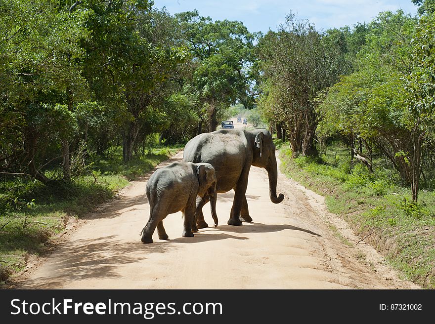 Elephant Walking