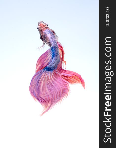 Close-up of a Siamese Fighting Fish