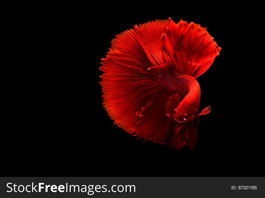 Close-up of a Red Siamese Fighting Fish
