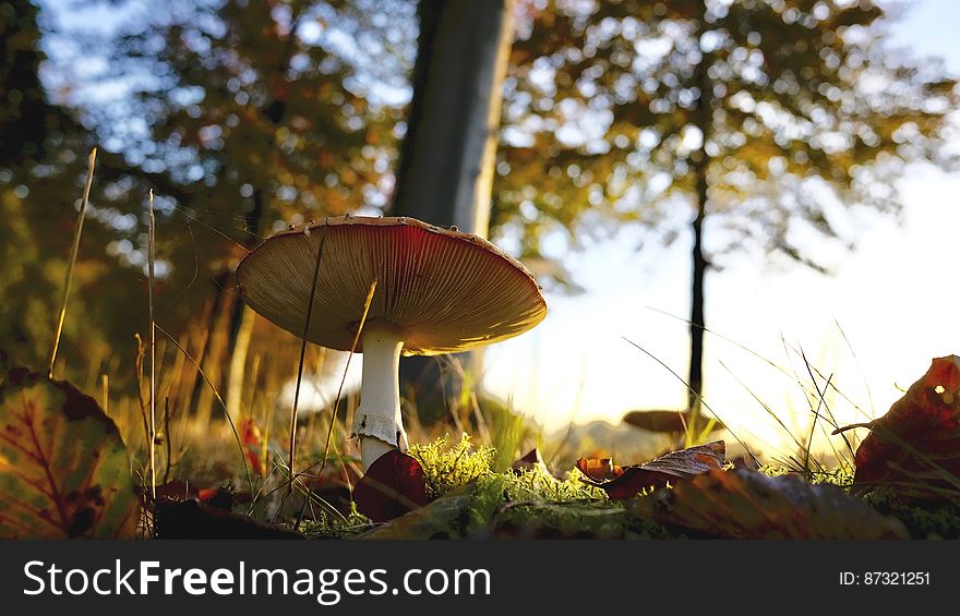 Close-up Of Mushroom Growing On Field