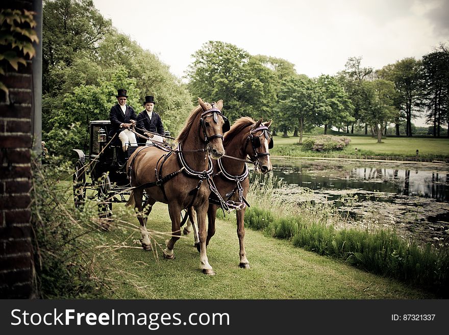 Horses in Park