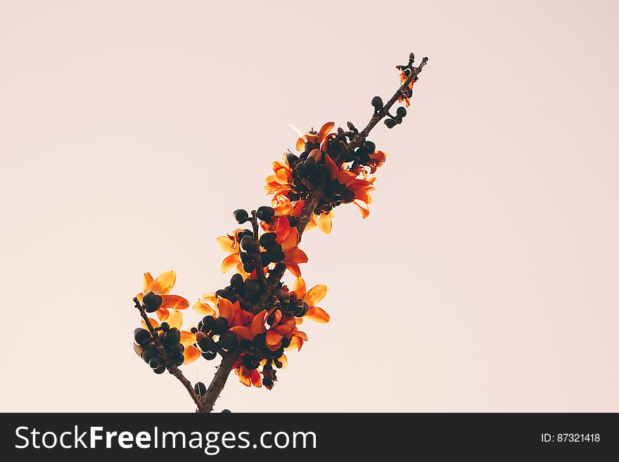 Close-up Of Orange Flowers