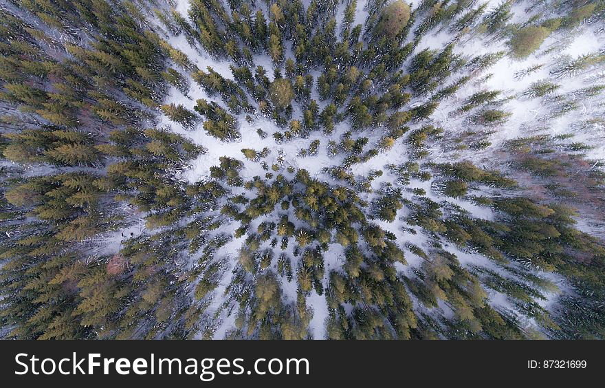 Illustrated aerial view of an evergreen forest in winter.