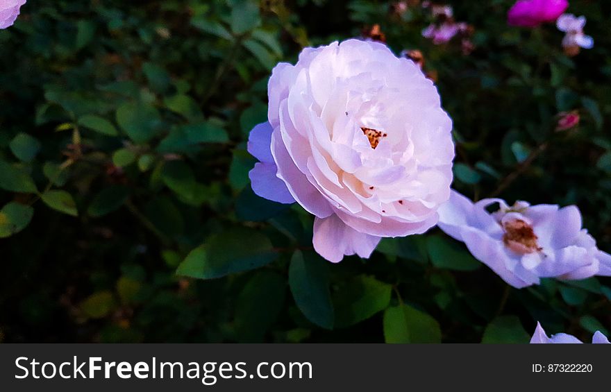 Close-up of Flowers Blooming Outdoors