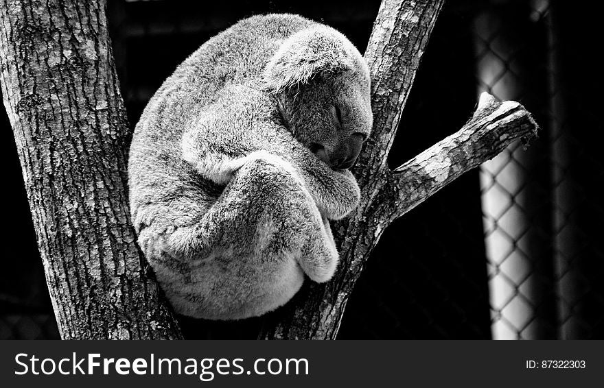 A black and white close up of a koala sleeping in a tree. A black and white close up of a koala sleeping in a tree.