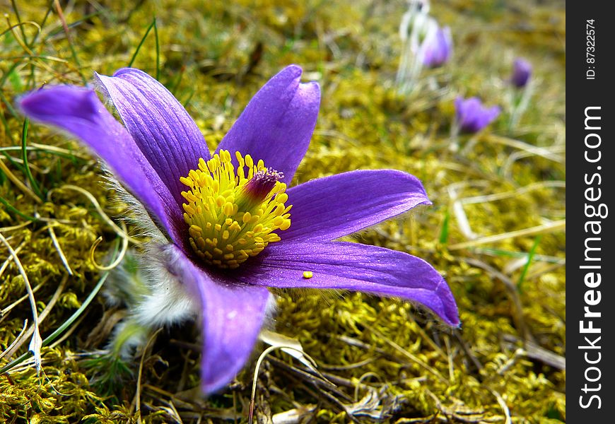 Purple And Yellow Flower