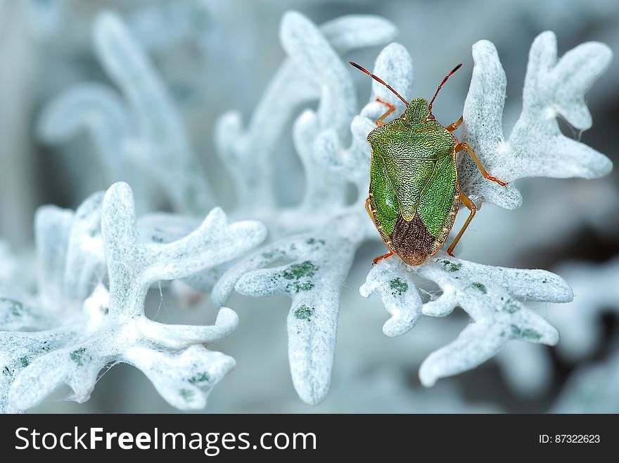 Green and Brown Bug on White Leaf