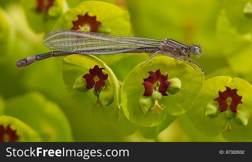 Gray Dragonfly on Green and Maroon Leaf in Tilt Shift Lens