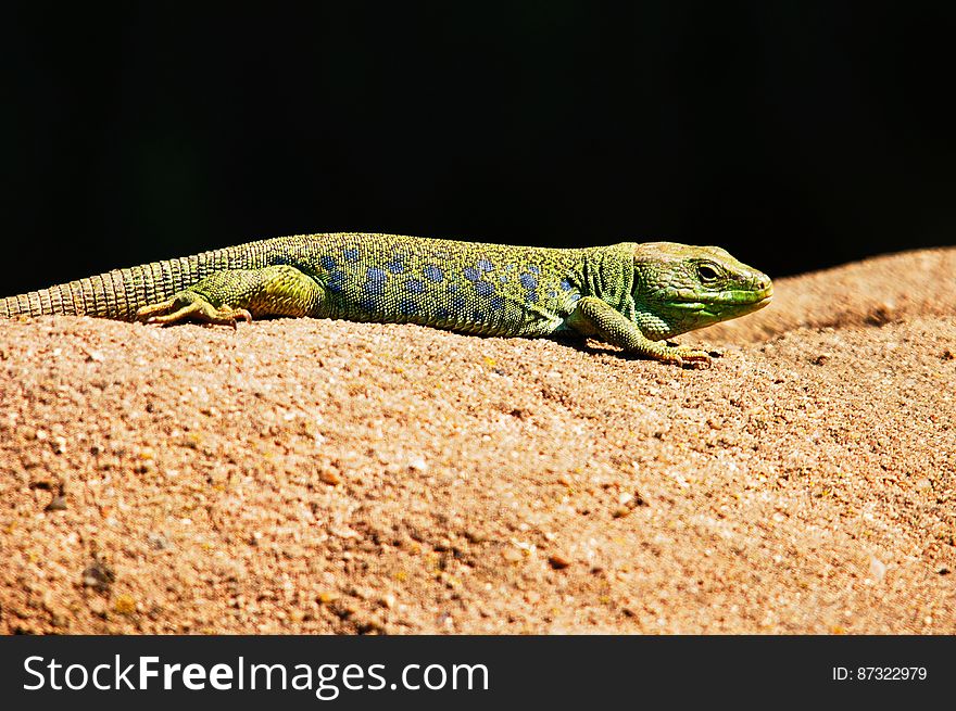 Green And Black Lizard