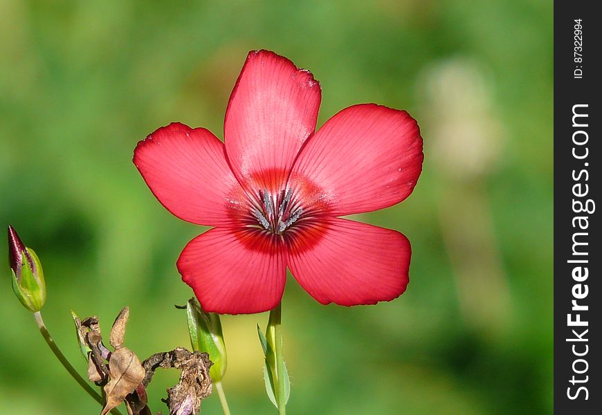 Close Photography of Red 5 Petaled Flower in Bloom during Daytime