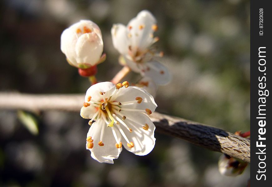 White 4 Petaled Flowers