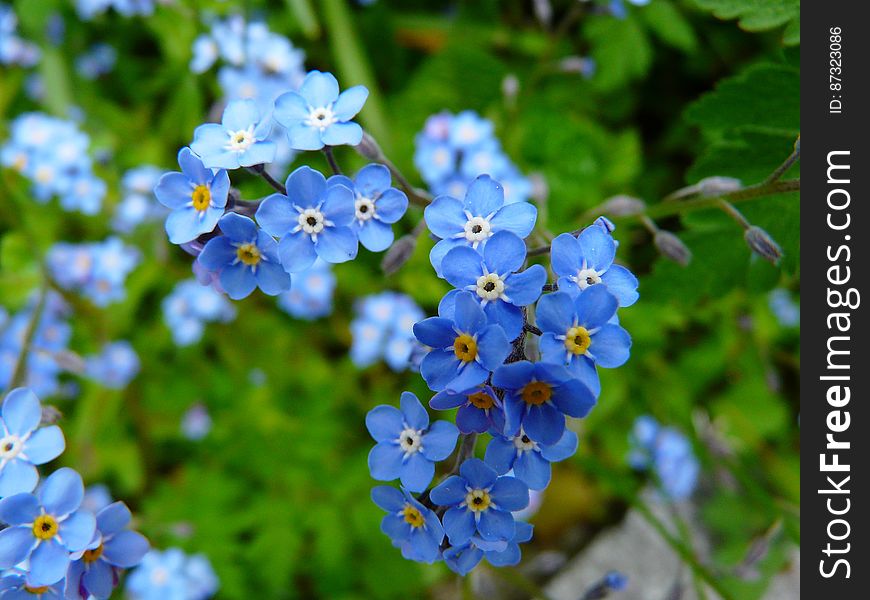 Blue 5 Petaled Flowers