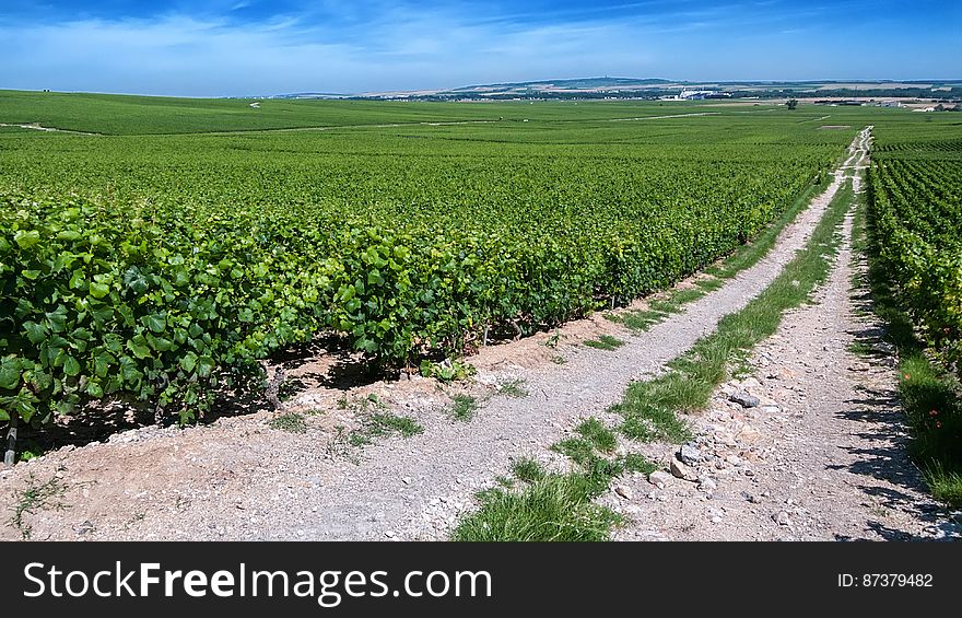 These are the vineyards of MoÃ«t & Chandon in Verzenay, Champagne, France. You can see the chalky soil that makes this area one of the best in the world for growng grapes. These are the vineyards of MoÃ«t & Chandon in Verzenay, Champagne, France. You can see the chalky soil that makes this area one of the best in the world for growng grapes.