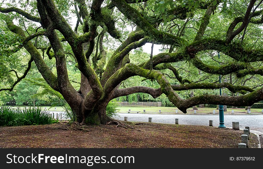 I thought this was a very interesting tree in the grounds of the Imperial Palace in Kyoto. I thought this was a very interesting tree in the grounds of the Imperial Palace in Kyoto.