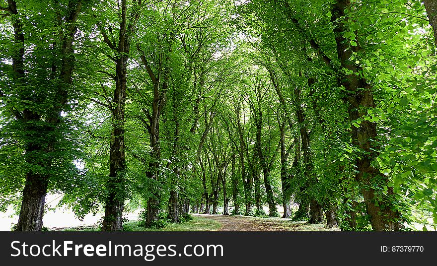 In landscaping, an avenue or allÃ©e is traditionally a straight route with a line of trees or large shrubs running along each side, which is used, as its French source venir &#x28;&#x22;to come&#x22;&#x29; indicates, to emphasize the &#x22;coming to,&#x22; or arrival at a landscape or architectural feature. In most cases, the trees planted in an avenue will be all of the same species or cultivar, so as to give uniform appearance along the full length of the avenue. In landscaping, an avenue or allÃ©e is traditionally a straight route with a line of trees or large shrubs running along each side, which is used, as its French source venir &#x28;&#x22;to come&#x22;&#x29; indicates, to emphasize the &#x22;coming to,&#x22; or arrival at a landscape or architectural feature. In most cases, the trees planted in an avenue will be all of the same species or cultivar, so as to give uniform appearance along the full length of the avenue.