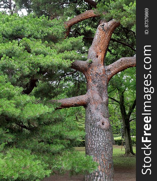 A fantastic pine tree in the gardens of the Imperial Palace, Kyoto Japan.