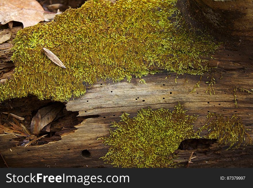 moss on log