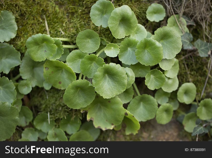 Petites succulentes de muraille. Ces petites plantes grasses, tapissent les parois moussues en hiver. Petites succulentes de muraille. Ces petites plantes grasses, tapissent les parois moussues en hiver.