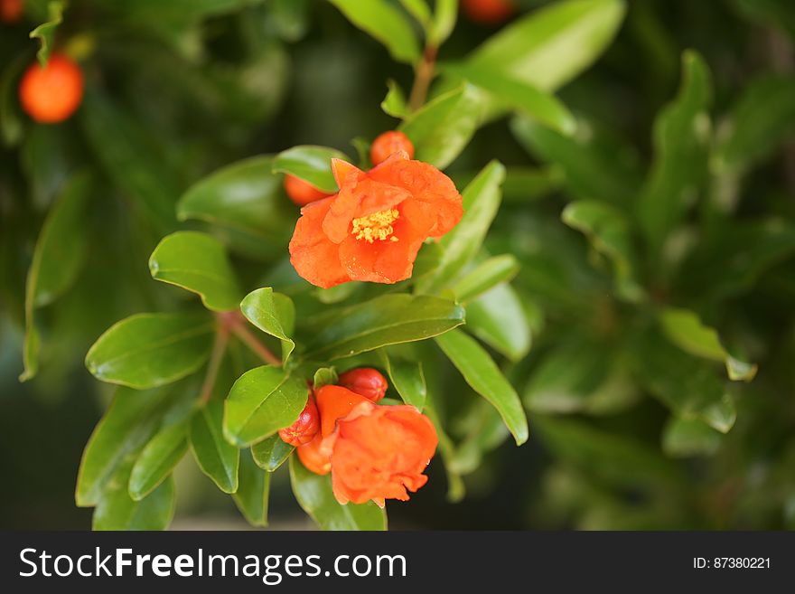 Les fleurs du grenadier. Grenadier arbuste acclimatÃ© et sÃ©lectionnÃ© par les horticulteurs, le fruit Ã©tant relativement peu consommÃ©, c&#x27;est Ã  ses dÃ©pends qu&#x27;ont Ã©tÃ© dÃ©veloppÃ©es les fleurs qui confÃ¨rent le caractÃ¨re dÃ©coratif et plus commercial de cette espÃ¨ce de grenadier. Les fleurs du grenadier. Grenadier arbuste acclimatÃ© et sÃ©lectionnÃ© par les horticulteurs, le fruit Ã©tant relativement peu consommÃ©, c&#x27;est Ã  ses dÃ©pends qu&#x27;ont Ã©tÃ© dÃ©veloppÃ©es les fleurs qui confÃ¨rent le caractÃ¨re dÃ©coratif et plus commercial de cette espÃ¨ce de grenadier.