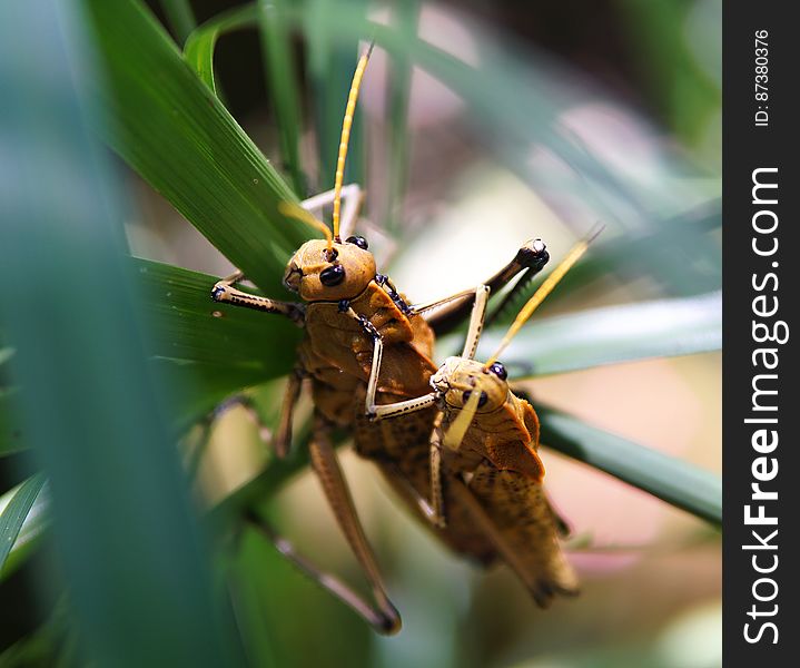Couple of grasshoppers mating