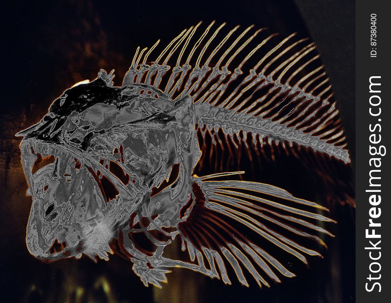 Fish Skeleton, Solarized