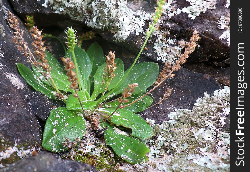 Rocky Growth