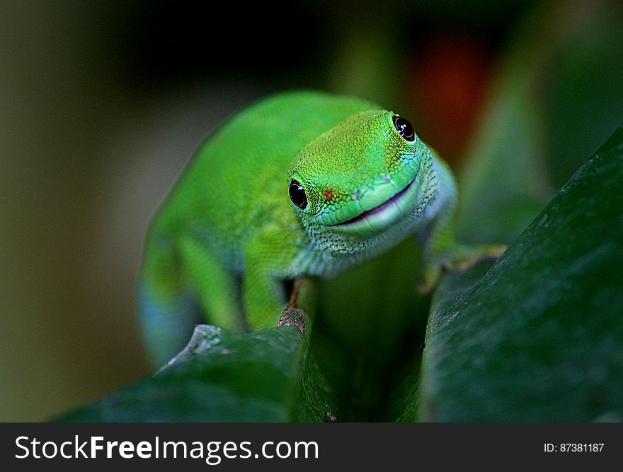 Madagascan Day Gecko &x28;10&x29;