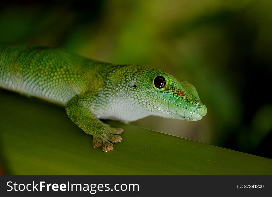 Madagascan Day Gecko &x28;8&x29;