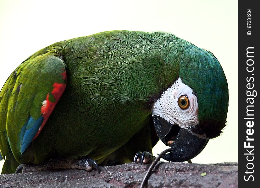 The Chestnut-fronted or Severe Macaw is mostly green in colour with patches of red and blue on the wings. The head has a Chestnut brown patch just above the beak. The beak is black and the patches around the eyes are white with lines of small black feathers.