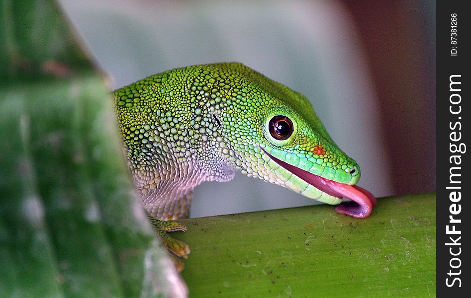 Madagascan Day Gecko &x28;9&x29;
