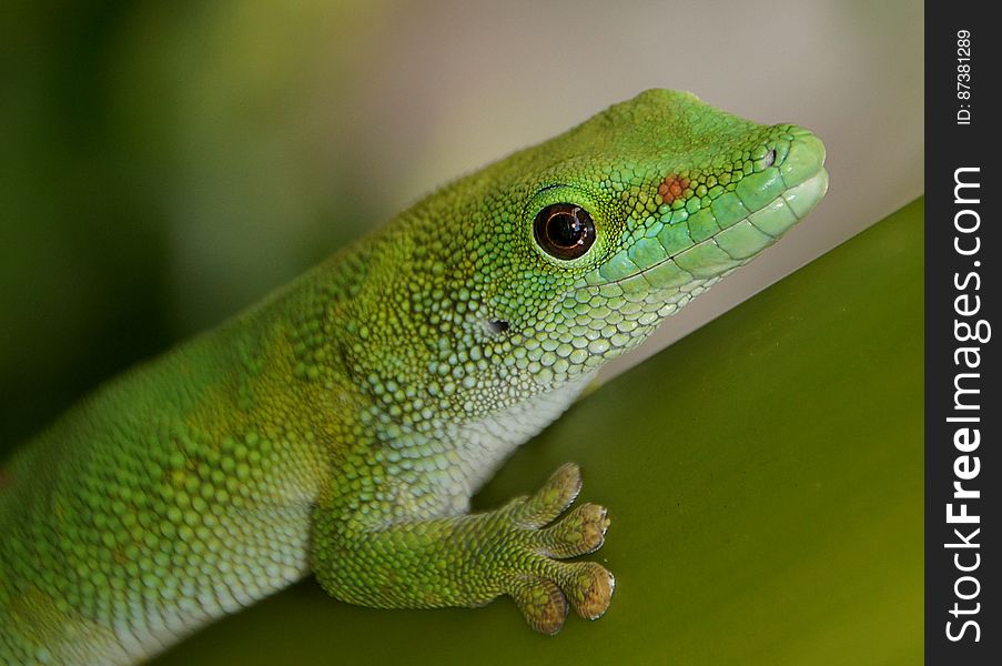 Madagascan Day Gecko &x28;6&x29;